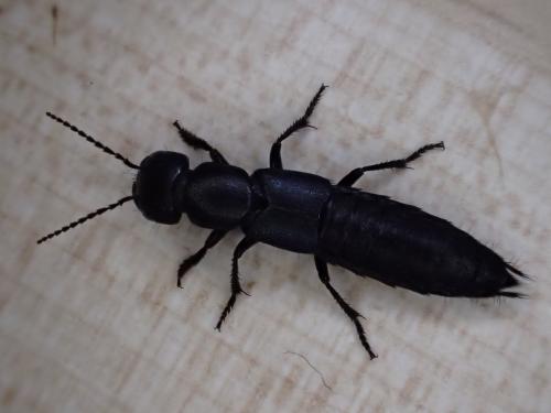 Ocypus ophthalmicus